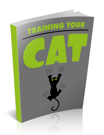Training Your Cat